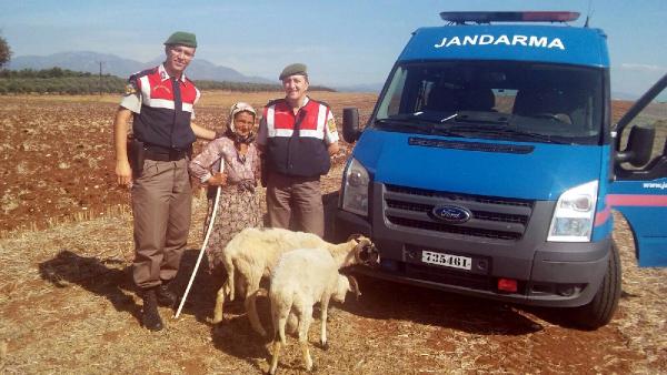 Jandarma yaşlı kadının çalınan koyunlarını buldu