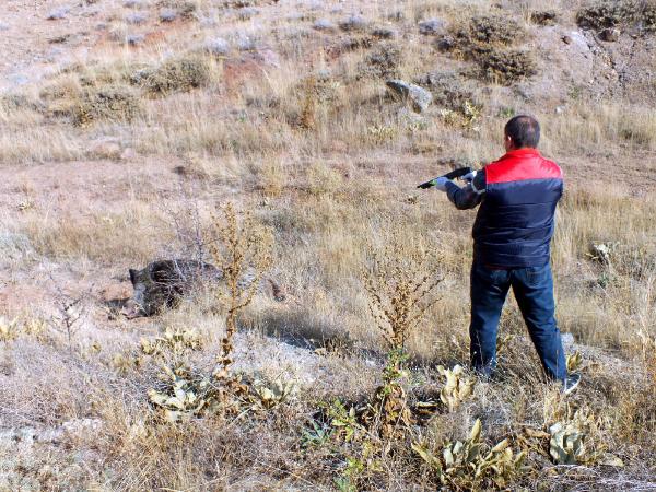 Kamyonun çarptığı yaban domuzu itlaf edildi