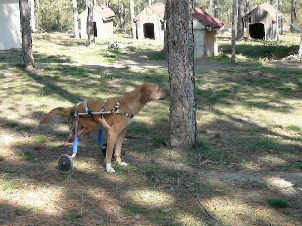 Otomobil çarpan sokak köpeğine yürüteç