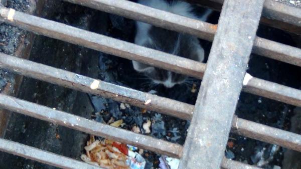 Kedi, yavrusunun kurtarılmasını bekledi
