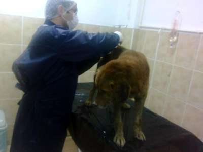Demir korkuluklara sıkışan köpeği itfaiye kurtardı