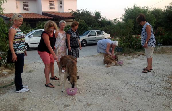 Yazlıkçıların sokağa terk ettiği kedi, köpeklere sahip çıktılar