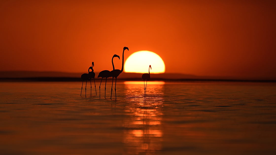 Flamingo nüfusu iki kat arttı