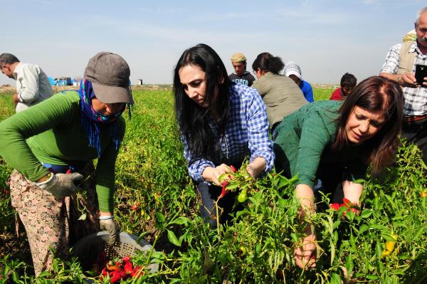 HDP'li Yüksekdağ, Adana'da işçilerle biber topladı