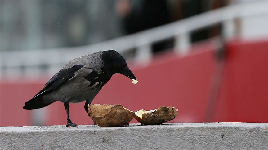 Fast food kargaların da kolesterolünü yükseltti