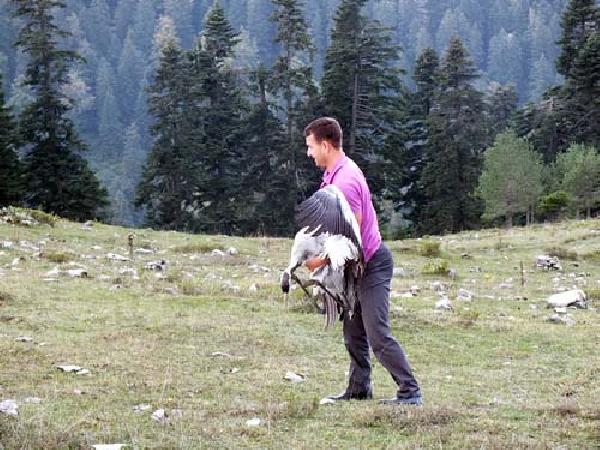 Kanatlarından yaralı pelikan ve turna koruma altına alındı