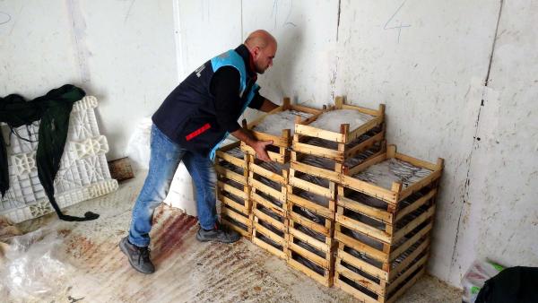 Küçük avlanan 115 kilo balığa el konuldu