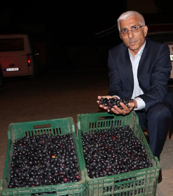 Marmarabirlik zeytin alımlarına başlıyor