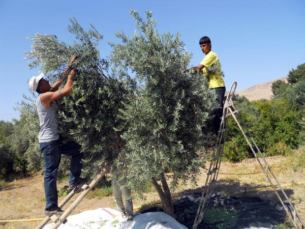 Derik'te zeytin hasadı başladı