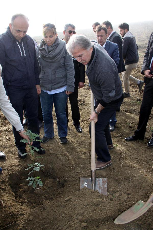 Karabük'te trüf mantarı yetiştirmek için 150 meşe fidanı dikildi