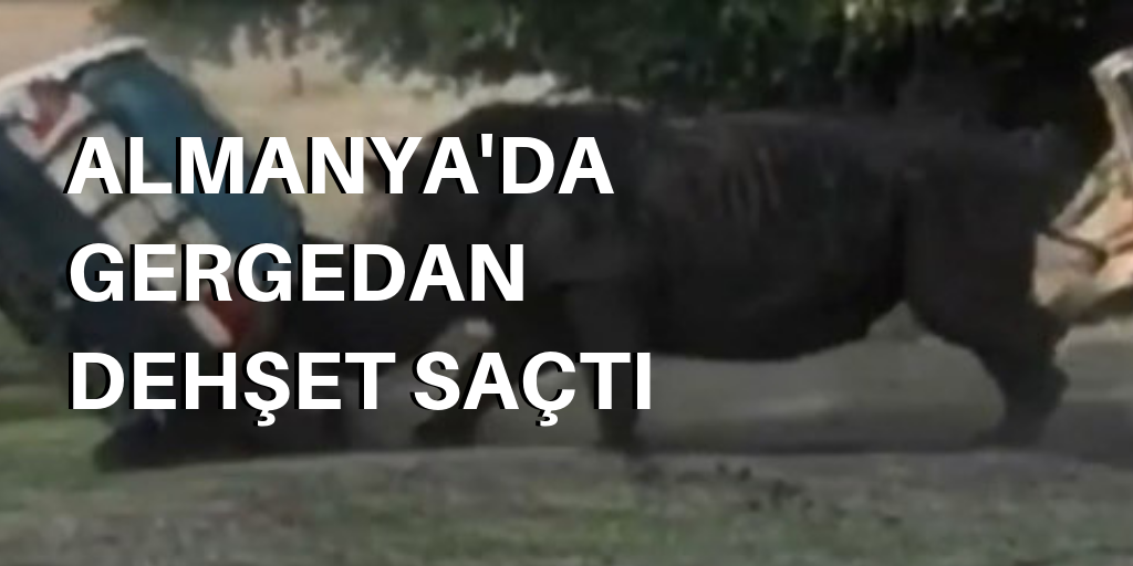 Almanya’da gergedan dehşet saçtı
