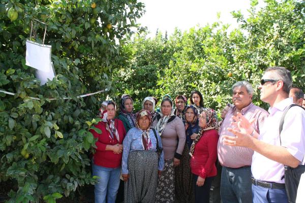 Limon ve mandalinada Akdeniz'e özel yeni çeşitler