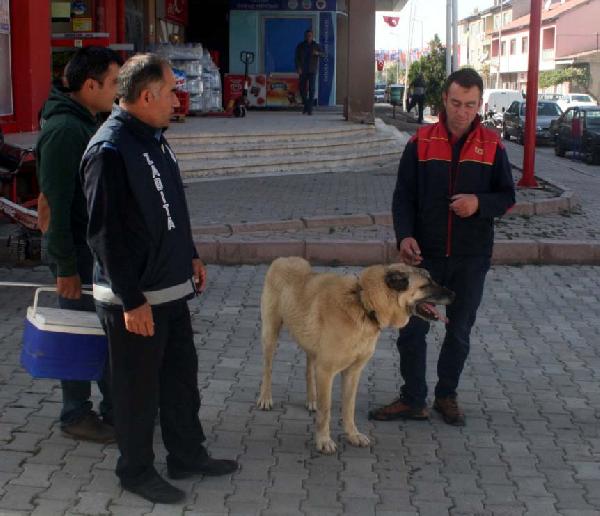 Zincirinden kurtulan çoban köpeğini belediye ekibi yakaladı