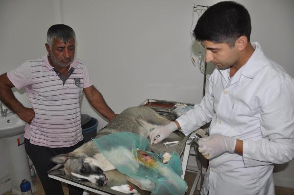 Havladığı için vurulan köpeği taş ocağı işçisi tedavi ettirdi