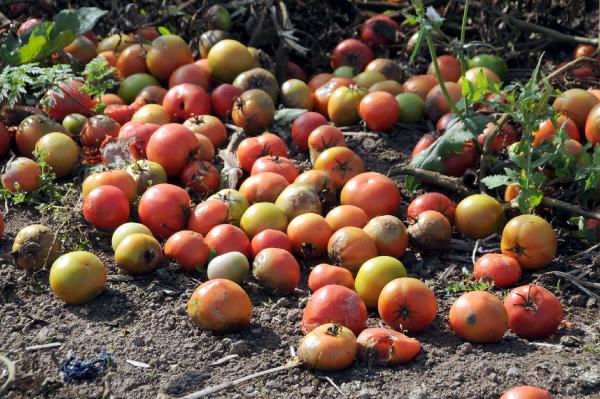 Satamayınca 60 ton domates çürümeye bırakıldı