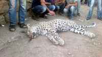 DİYARBAKIR'DA LEOPAR ÖLDÜREN KUZENLER BERAAT ETTİ