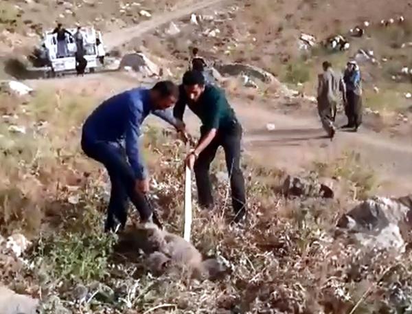 Başını tenekeye sıkıştıran yavru ayıyı kurtardılar