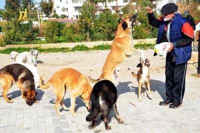 Tatil için geldi, sokak hayvanları için bir daha dönmedi