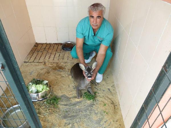 Yaralı karaca emin ellerde