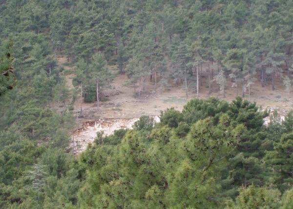 Finike'de sedir katliamına mahkemeden 'iptal' kararı