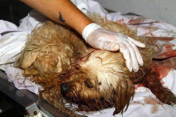 Çöp konteynerinden yaralı köpek çıktı
