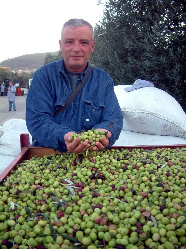 Zeytin fiyatları Burhaniyeli üreticiyi sevindirdi