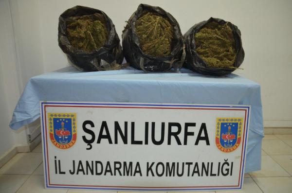 Şanlıurfa’da otomobilde 30 kilo esrar, 1 tutuklama