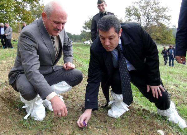 Kaymakam safran topladı
