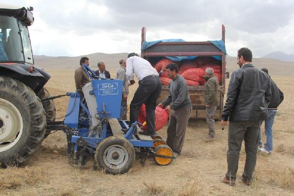 Başkale'de 4 Ton sarımsak ekildi