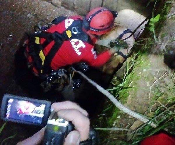 AKUT sokak köpeği için seferber oldu
