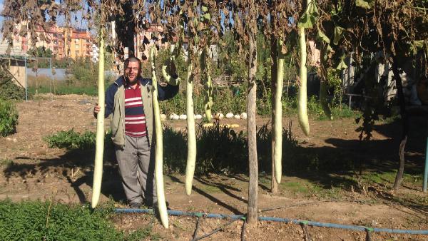 Boyları 2.5 metreyi bulan kabaklar dikkat çekiyor
