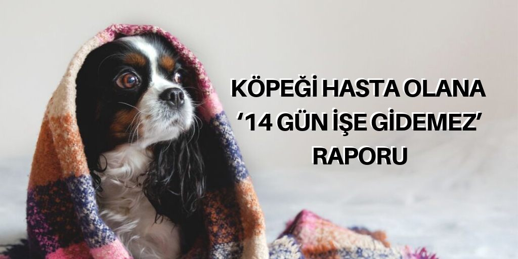 Köpeği hasta olana ‘işe gidemez’ raporu