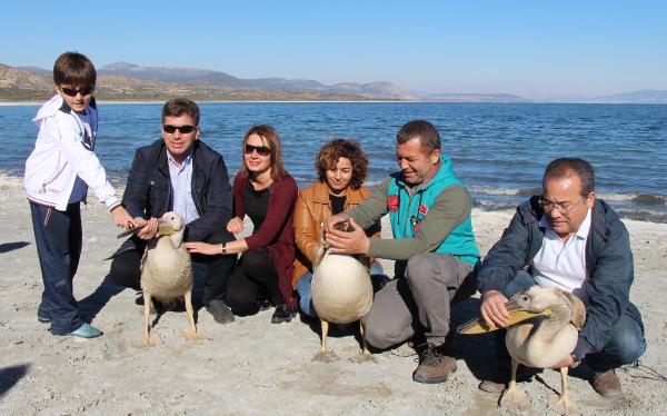 Tedavi edilen pelikanlar Burdur Gölü'ne bırakıldı