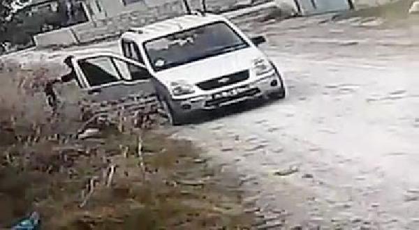 Terk edilen 3 yavru kediden 2'sini köpekler parçaladı