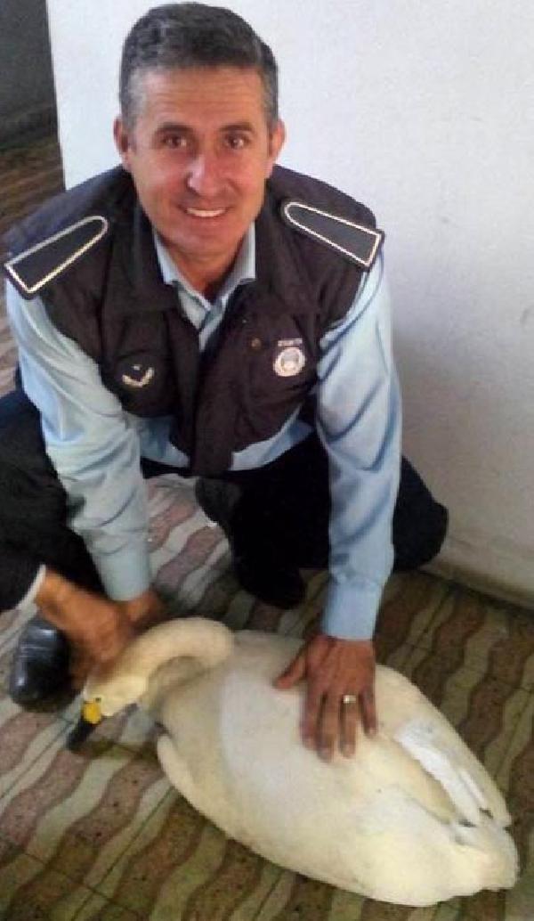 Yorgun kuğu hayvanat bahçesine götürüldü