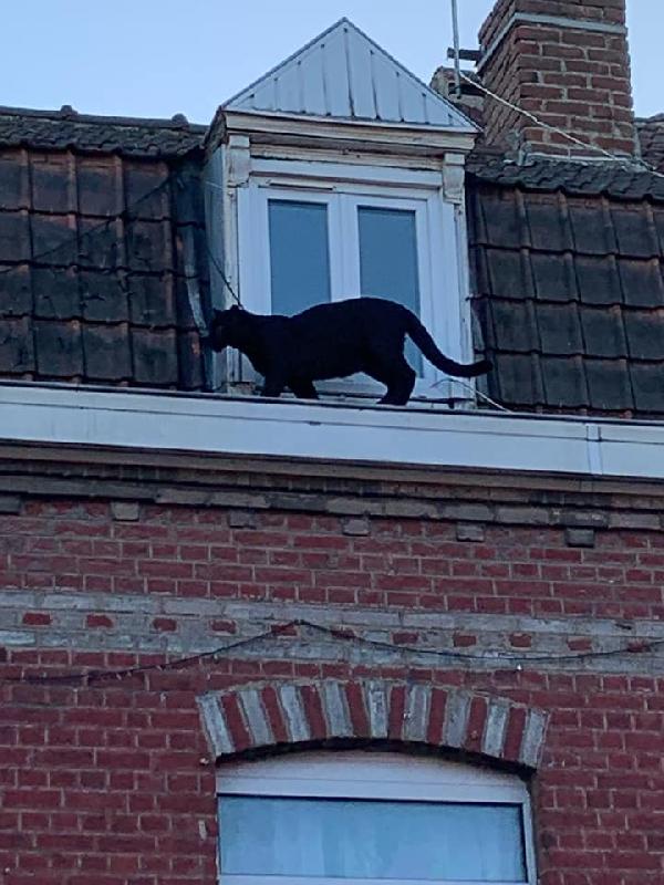 Çatı katında panter şoku