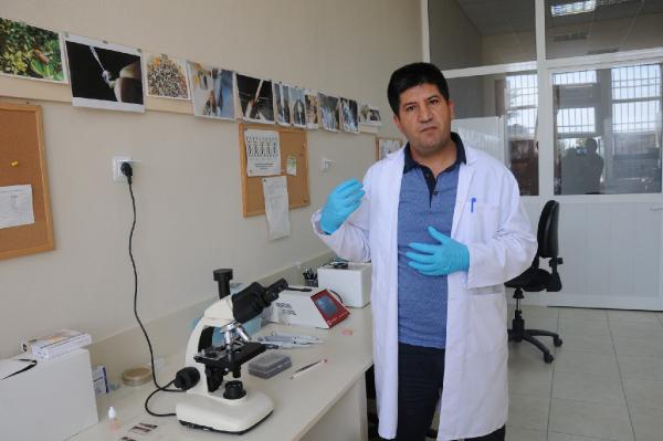 Donmuş arı spermleriyle döllemede yüzde 70 başarı