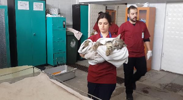 Avcıların vurduğu vaşak tedavide
