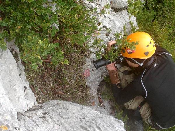 Küre Dağları Milli Parkı'nda boynuzlu engerek yılanı görüntülendi