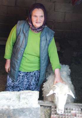 Bir batında 5 kuzu doğuran koyun şaşırttı