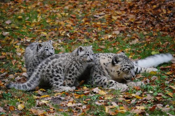 Nürnberg Hayvanat bahçesinin iki küçük Kar leoparı gün yüzüne çıkarıldı