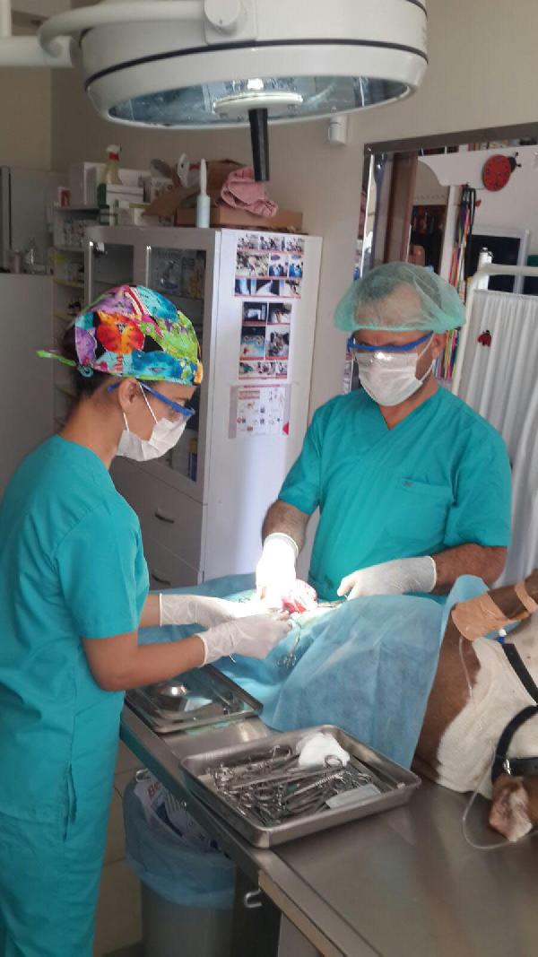Köpeğin bağırsağından 80 gramlık taş çıktı