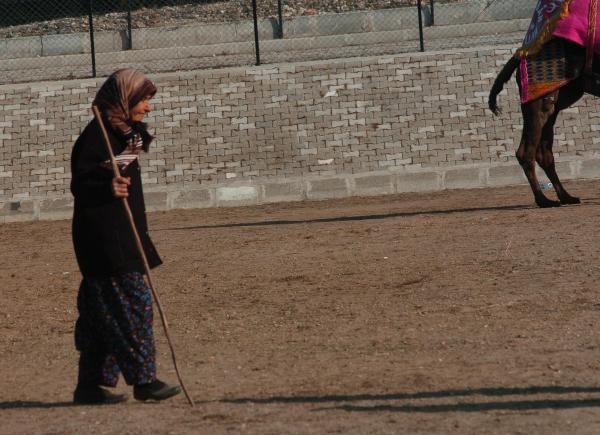 75 yaşındaki kadın 50 yıldır deve güreştiriyor