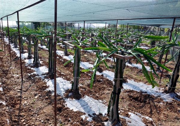 Gazipaşa'da ejder meyvesi yetiştirildi