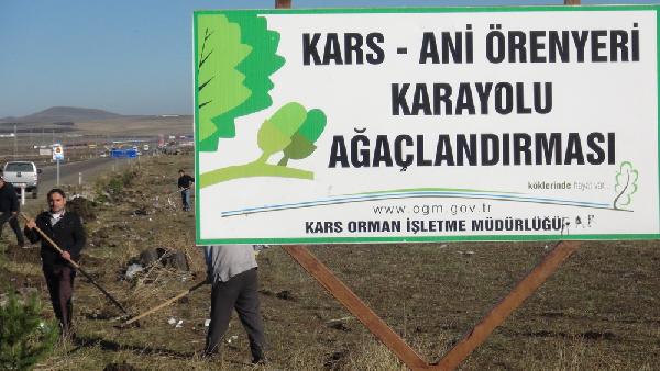 Tarihi Ani Harabeleri'ne giden karayolu ağaçlandırılıyor