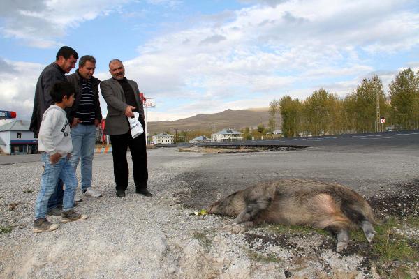 Muradiye'de yabani domuz paniği