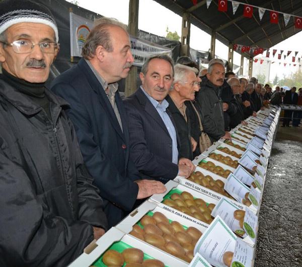 Fındık üreticisi kiviyi sevdi