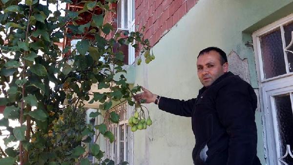 Armut ağacı Kasım'da ikinci kez meyve verdi