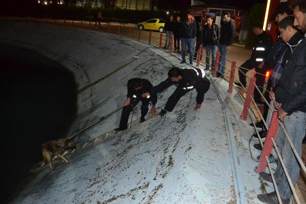 İtfaiyeden göle düşen köpeği kurtarma operasyonu