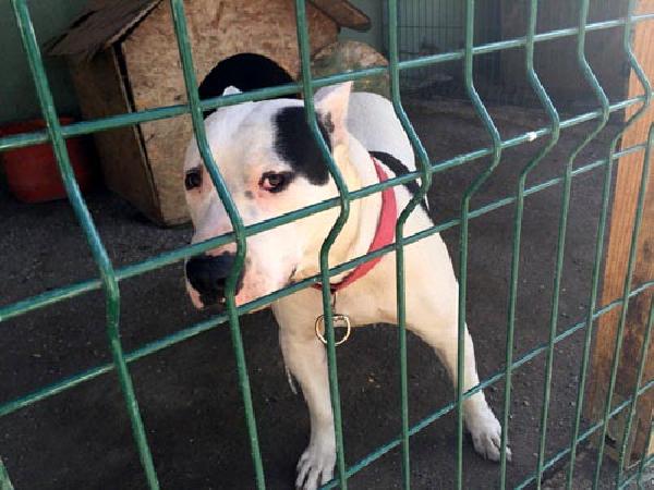 Facebook'ta pitbull satışına 5 bin lira para cezası